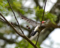 Woodpecker | birding at Howler Monkey Resort in Bermudian Landing Village