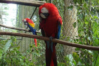 Scarlet Macaw at the Belize Zoo