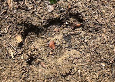 Baird's tapir (Tapirus bairdii) footprint at the Howler Monkey Resort and Nature Park jungle trail.