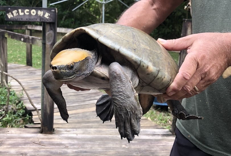 Helping a Hicatee/Central American River Turtle in rural Belize.