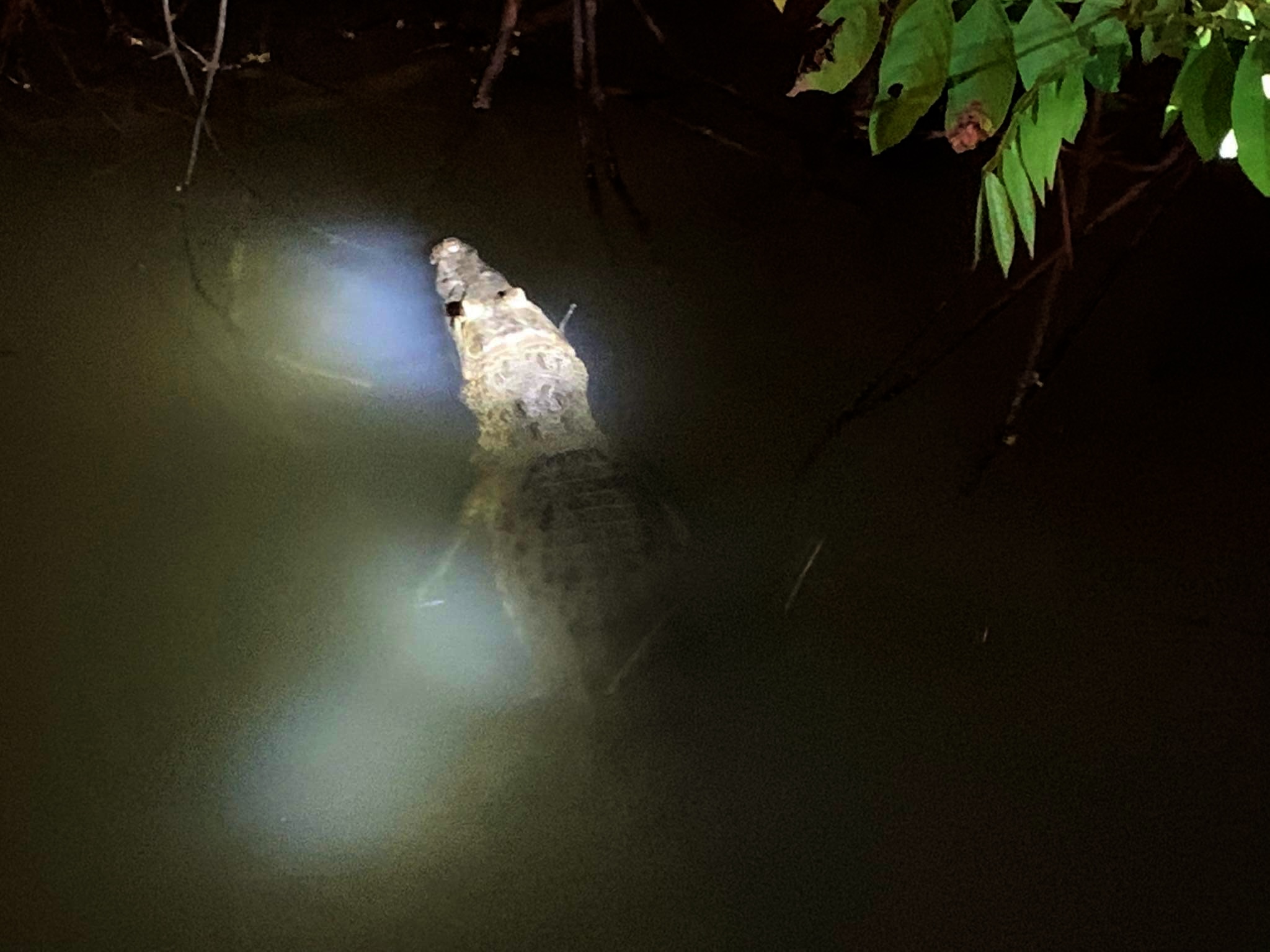 Crocodile night spotting with 
Thalassic Adventures