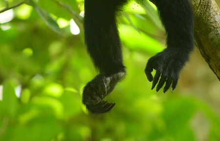 Alouatta Pigra