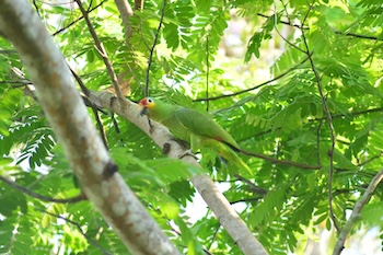 Red-lored parrot