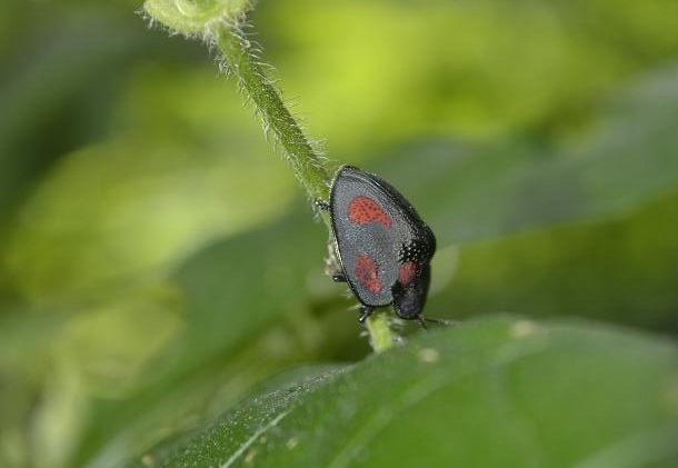 Stolas (beetle) punicea found in the nature trail at Howler Monkey Resort and Nature Park