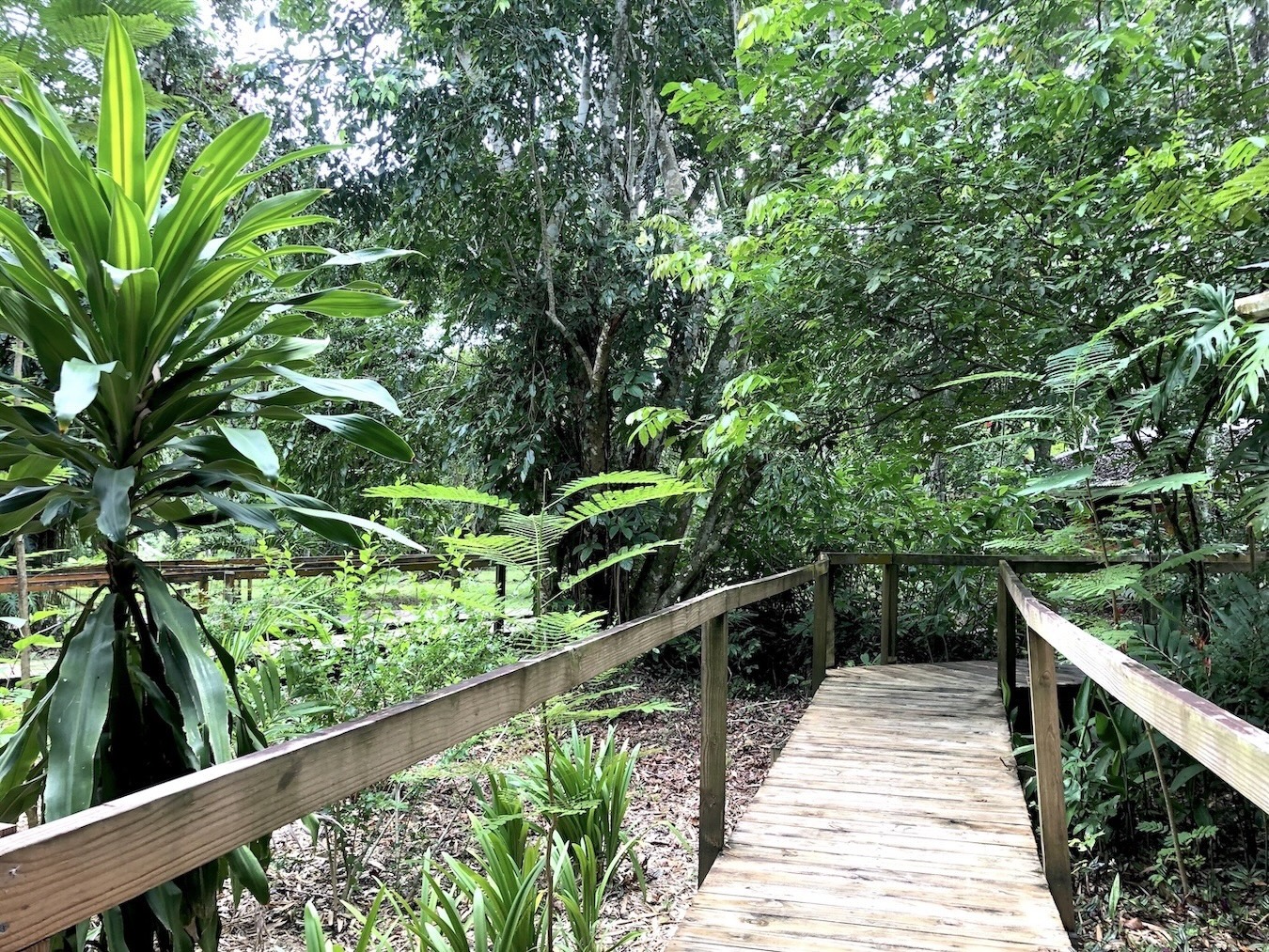 Wooden walkway connects to the cabins and the river filled swimming pool.